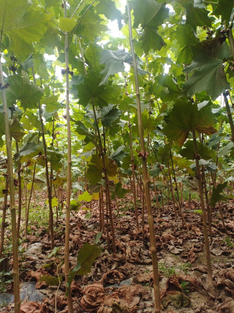 法桐苗速生法桐小树苗基地大量优质供应绿化苗