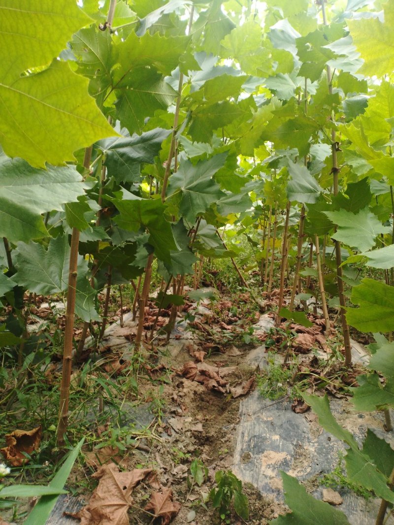法桐苗速生法桐小树苗基地大量优质供应绿化苗