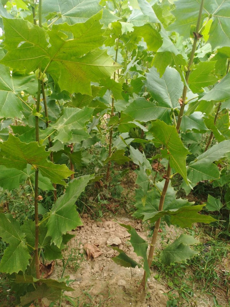 法桐苗速生法桐小树苗基地大量优质供应绿化苗