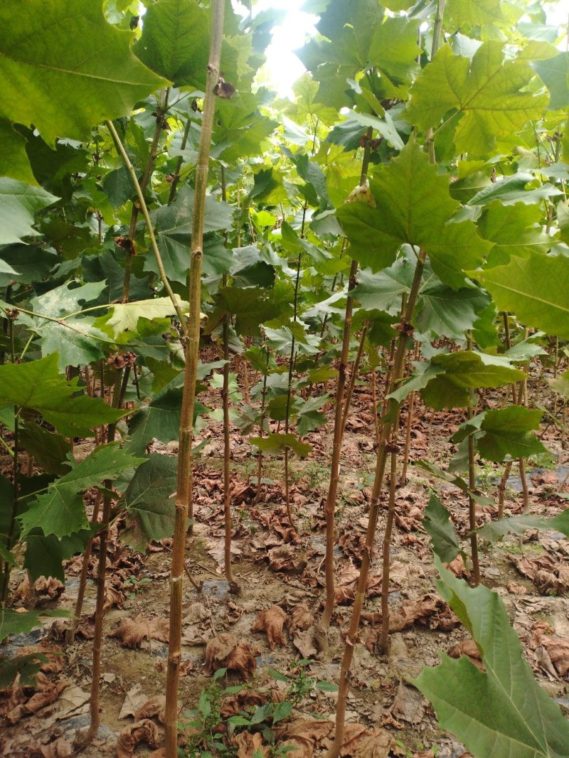 法桐苗速生法桐小树苗基地大量优质供应绿化苗