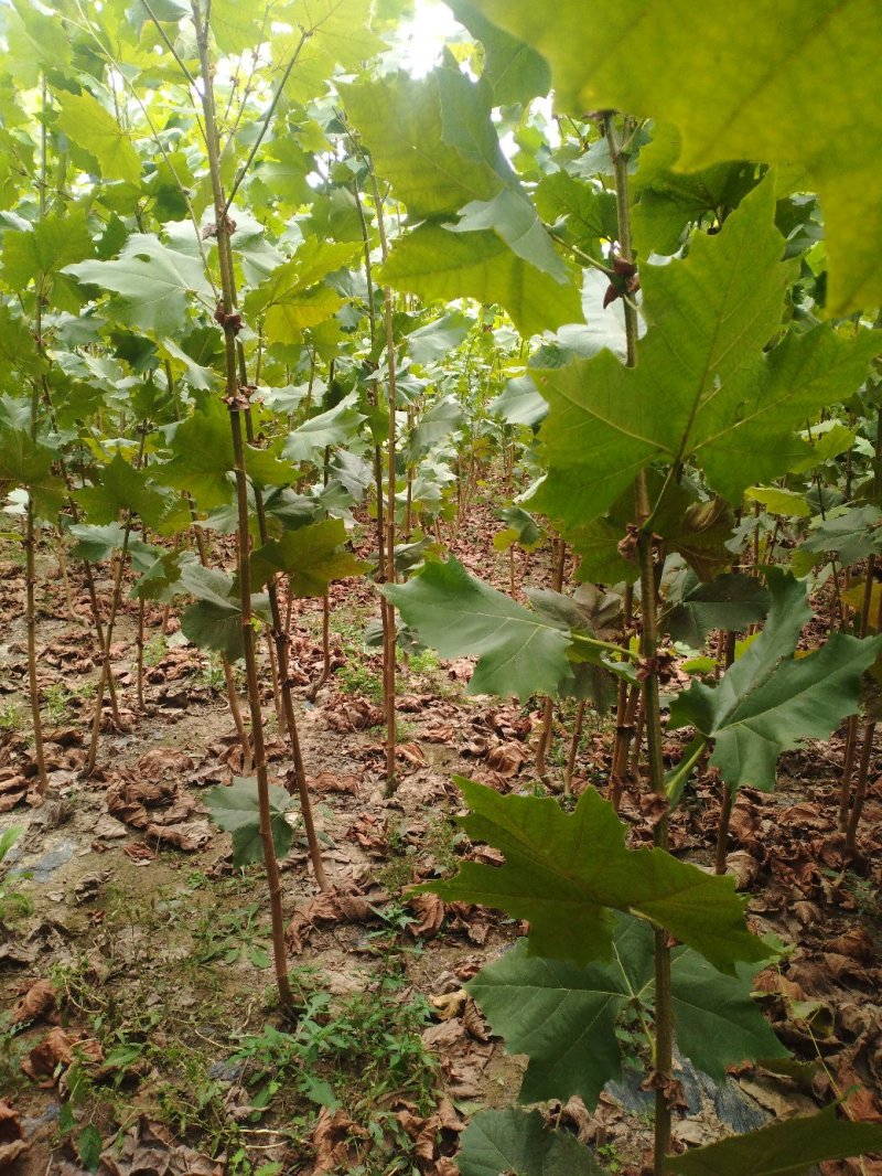 法桐苗速生法桐小树苗基地大量优质供应绿化苗
