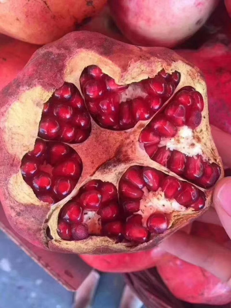 新疆皮亚曼石榴