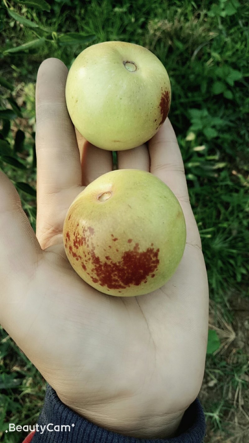 精品冬枣，又脆又甜。