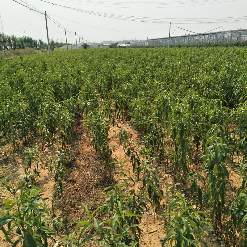 大棚桃苗陆地桃苗