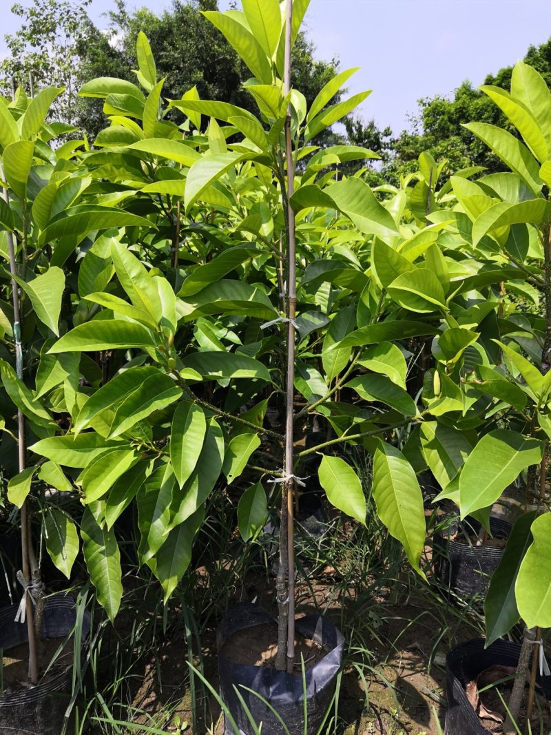 自家苗场的黄桷兰，黄果兰，白兰花苗，1.2至1.5米高