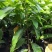 自家苗场的黄桷兰，黄果兰，白兰花苗，1.2至1.5米高