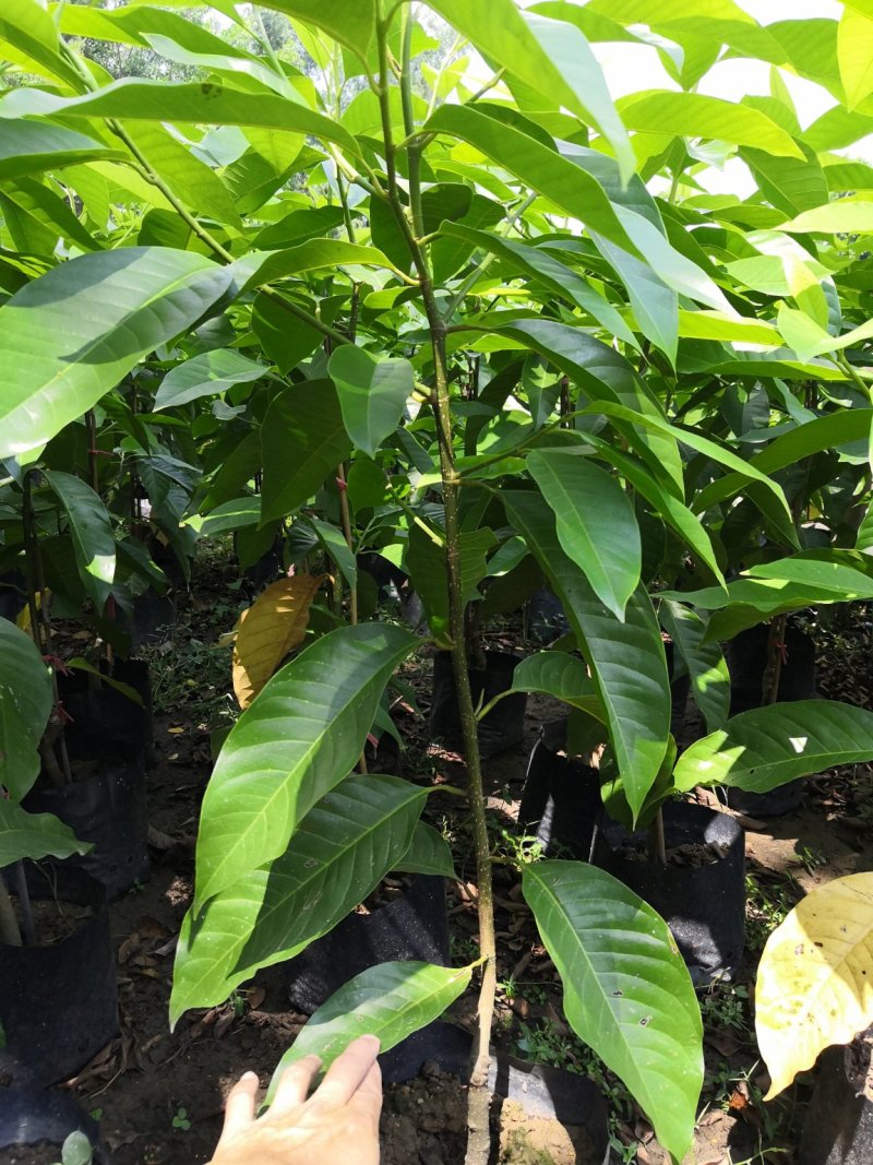 自家苗场的黄桷兰，黄果兰，白兰花苗，1.2至1.5米高