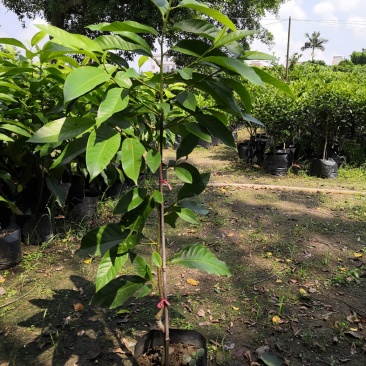 自家苗场的黄桷兰，黄果兰，白兰花苗，1.2至1.5米高