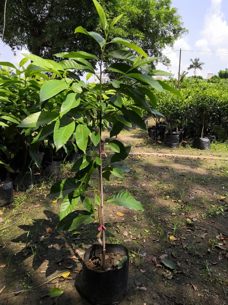 自家苗场的黄桷兰，黄果兰，白兰花苗，1.2至1.5米高