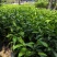 自家苗场的黄桷兰，黄果兰，白兰花苗，1.2至1.5米高