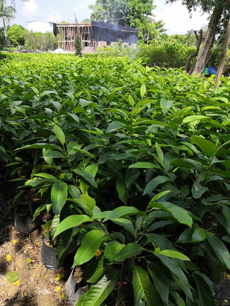 自家苗场的黄桷兰，黄果兰，白兰花苗，1.2至1.5米高