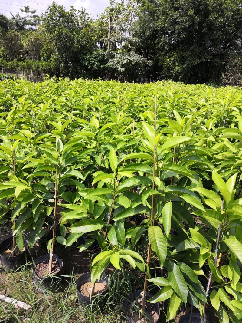 自家苗场的黄桷兰，黄果兰，白兰花苗，1.2至1.5米高