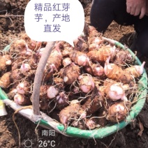红芽芋，粉香濡，万亩基地，老母二母，有毛全国代发货