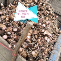 芋头/红芽芋疯狂上市了大球中球小球一手货源，全国代发货