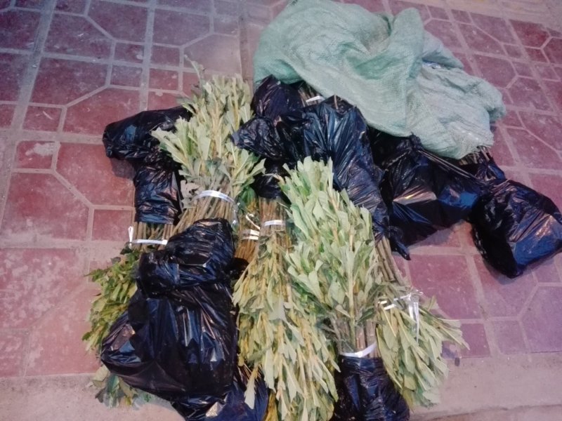 嫁接大五星枇杷苗，一年嫁接苗，泥浆保湿，薄膜包装！