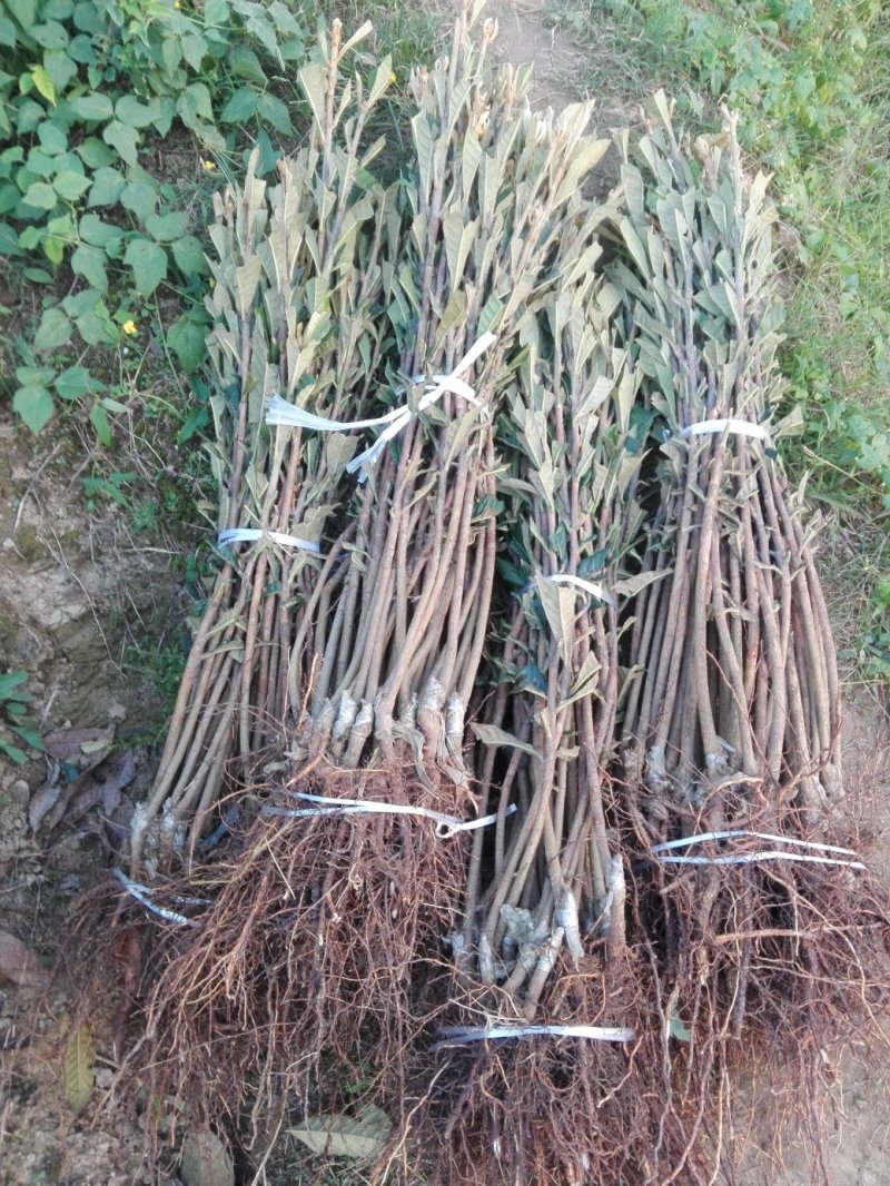 嫁接大五星枇杷苗，一年嫁接苗，泥浆保湿，薄膜包装！