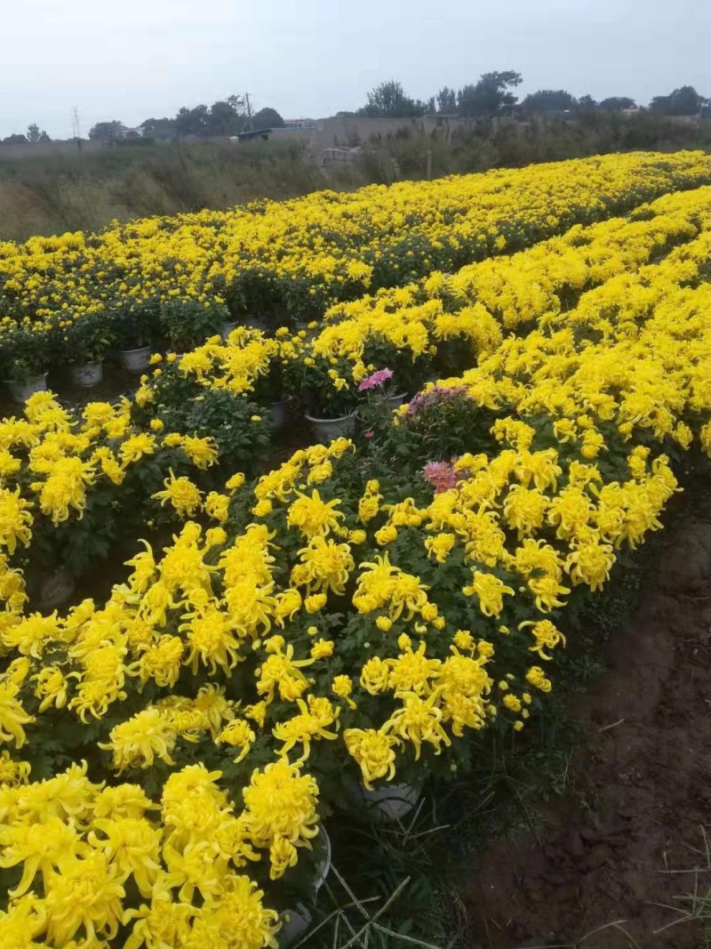 国庆菊，九头菊，各类艺菊造型