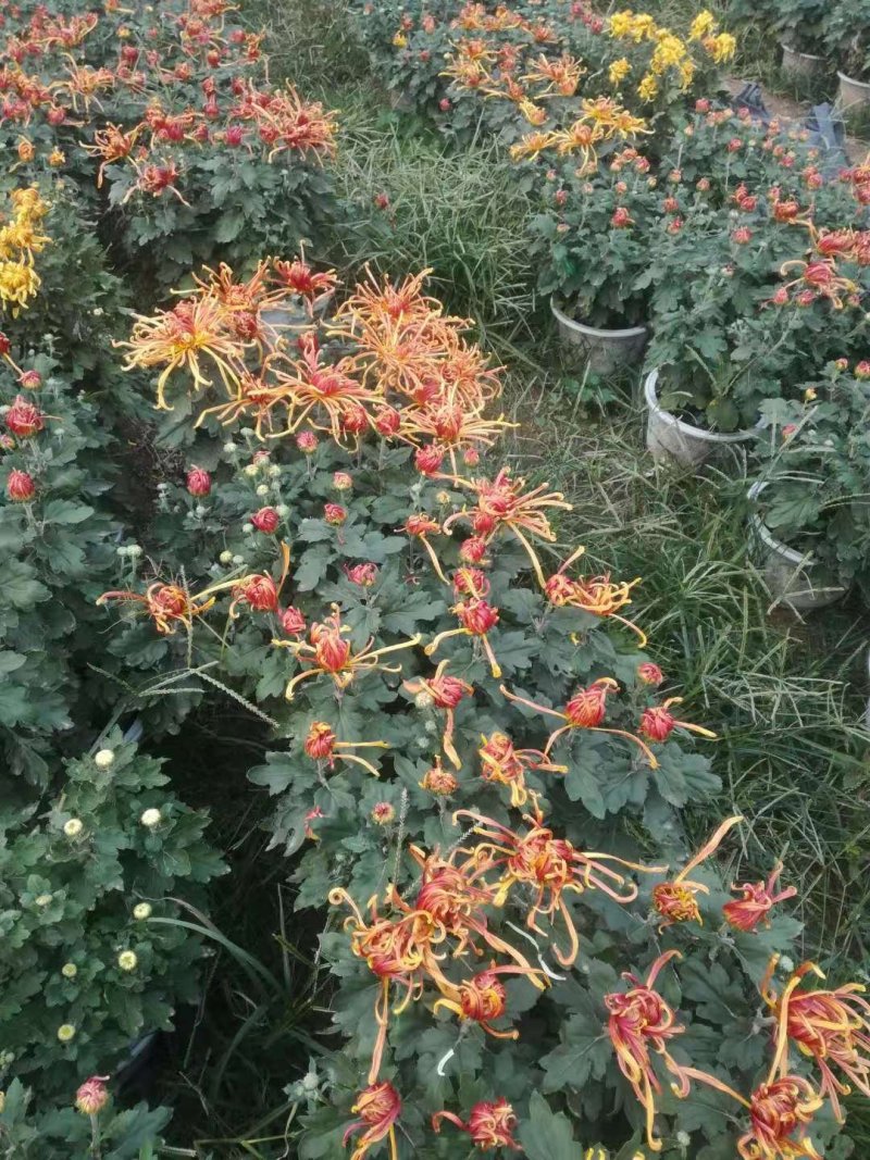 国庆菊，九头菊，各类艺菊造型