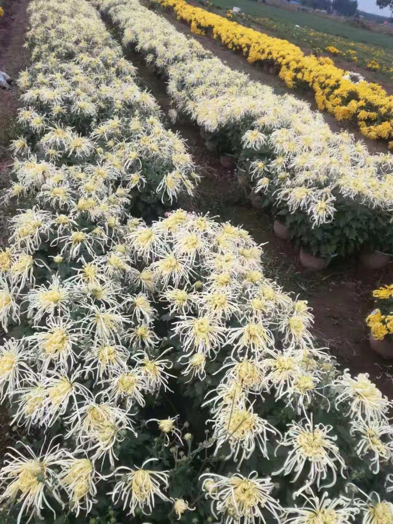 国庆菊，九头菊，各类艺菊造型