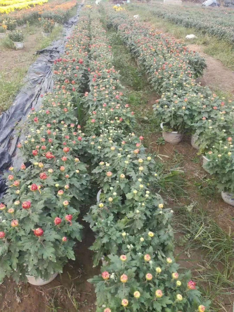 国庆菊，九头菊，各类艺菊造型