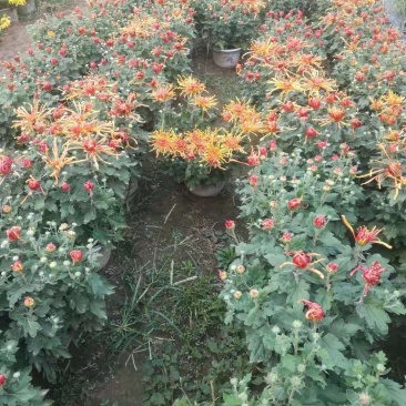国庆菊，九头菊，各类艺菊造型