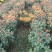 国庆菊，九头菊，各类艺菊造型