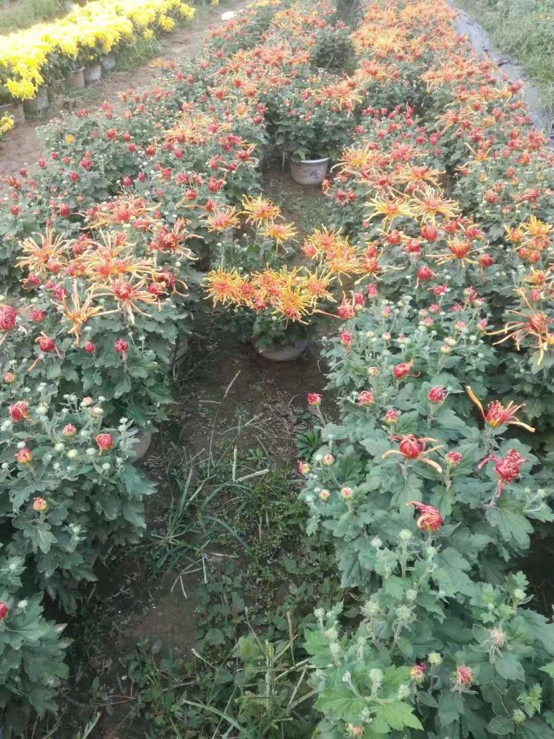 国庆菊，九头菊，各类艺菊造型
