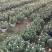 国庆菊，九头菊，各类艺菊造型