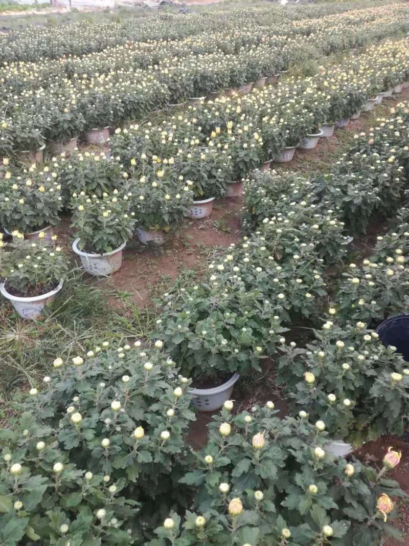 国庆菊，九头菊，各类艺菊造型