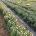 国庆菊，九头菊，各类艺菊造型