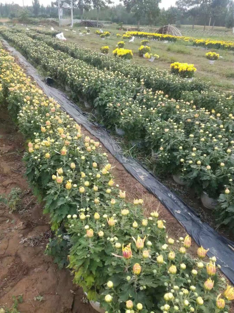 国庆菊，九头菊，各类艺菊造型