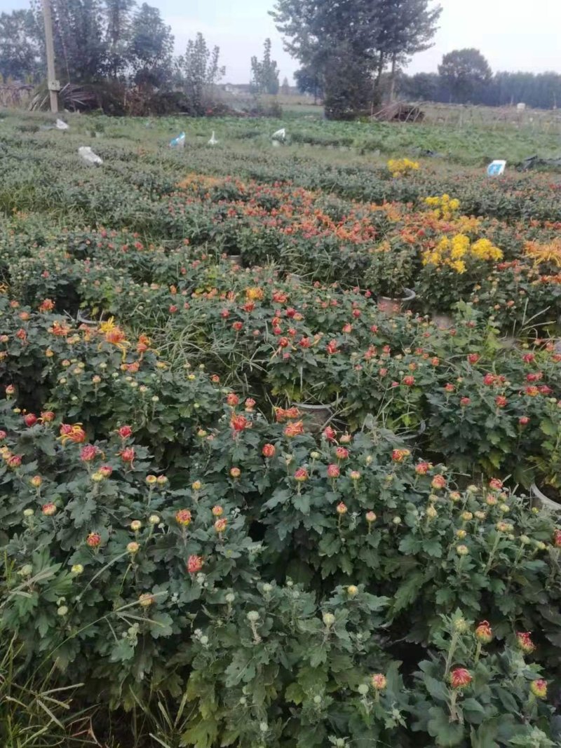 国庆菊，九头菊，各类艺菊造型