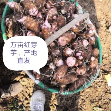 芋头香芋红芽芋毛芋头老母芋仔万亩基地，产地直发