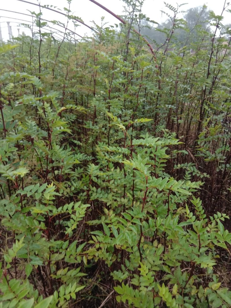 花椒树苗