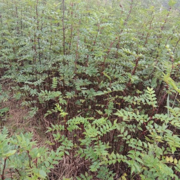 花椒树苗