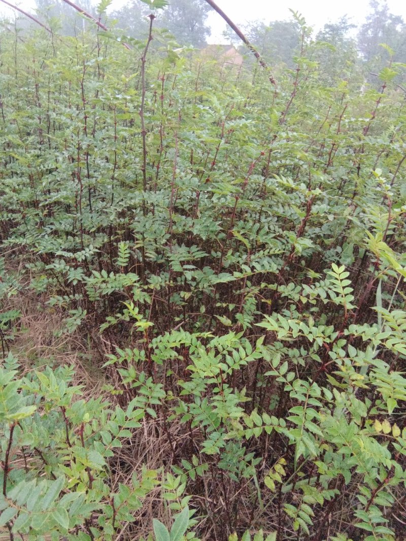 花椒树苗