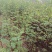 花椒树苗