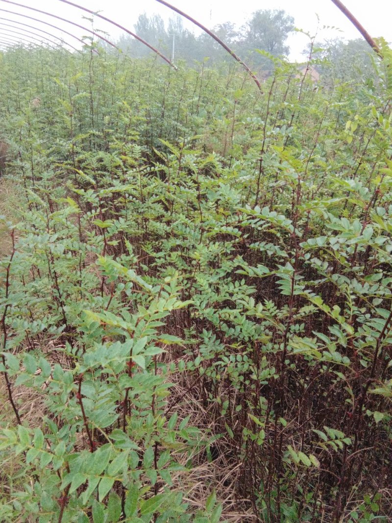 花椒树苗