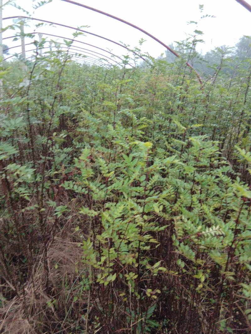 花椒树苗