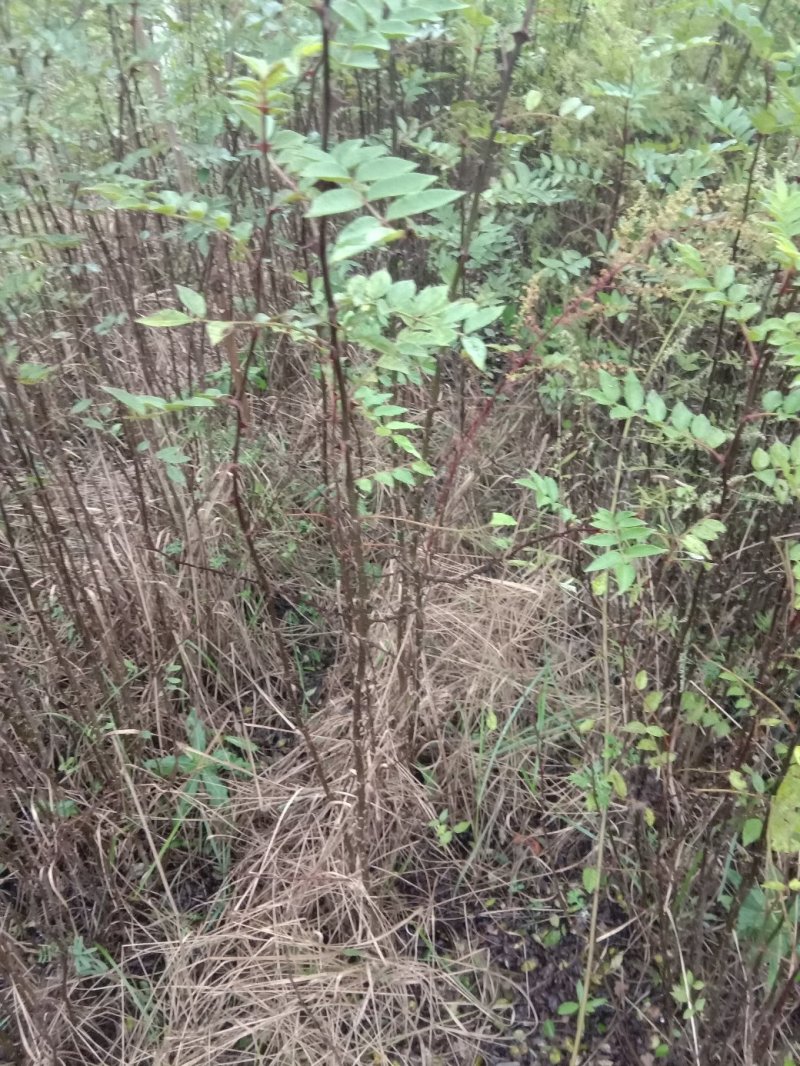 花椒树苗