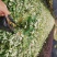 漳州市绿化苗木雪花木