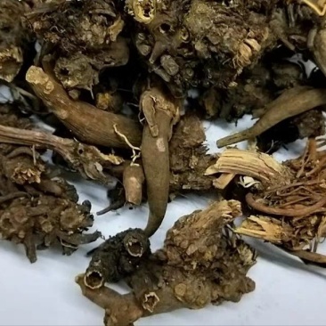 酸模根,产地直供,质优价实,品质保证,药典标准道地良药