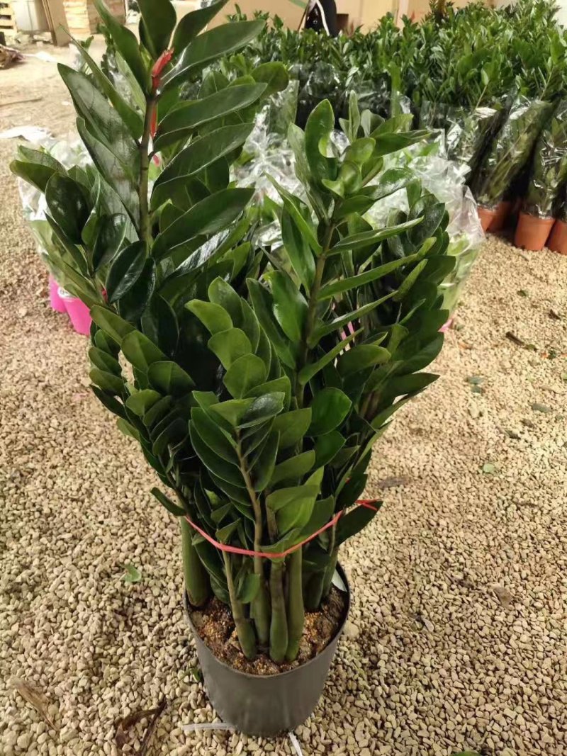 金钱树