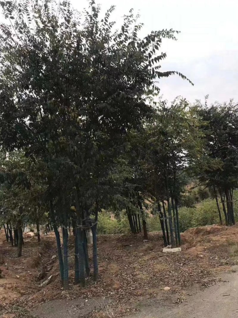 精品丛生朴树-朴树基地直销，丛生朴树精品