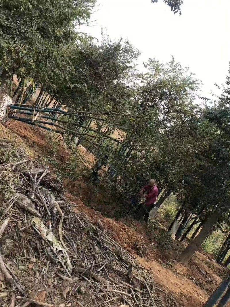精品丛生朴树-朴树基地直销，丛生朴树精品