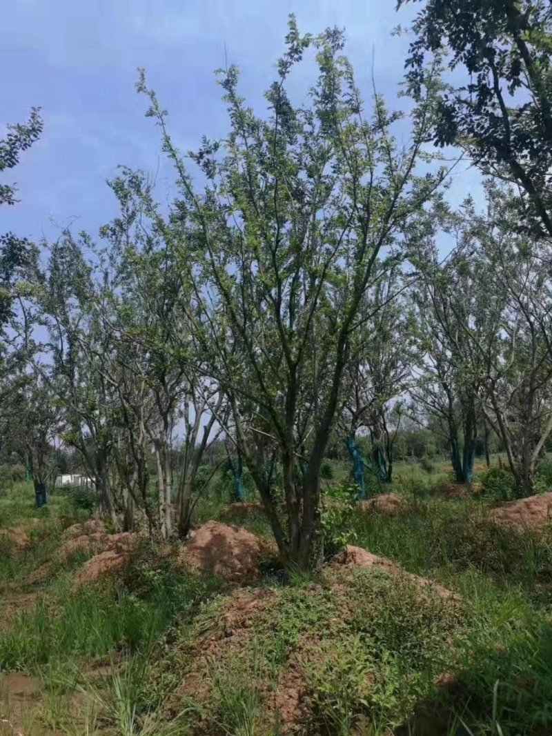 精品丛生朴树-朴树基地直销，丛生朴树精品