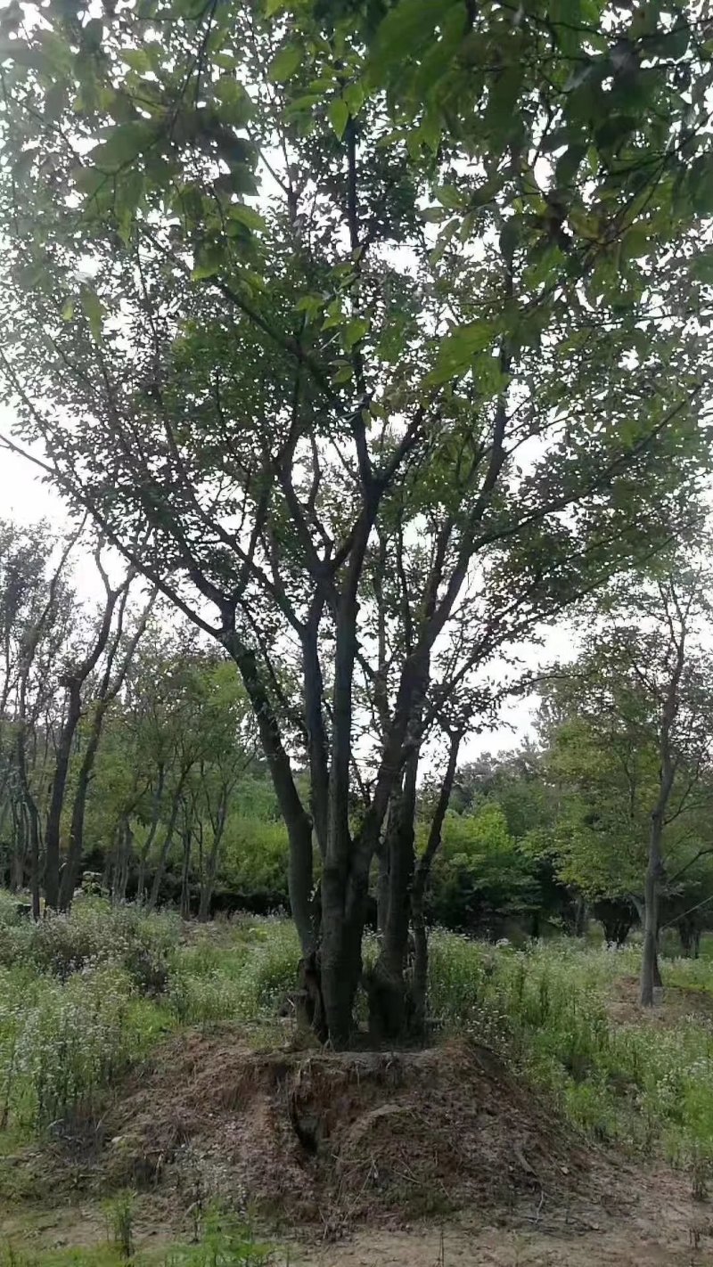 精品丛生朴树-朴树基地直销，丛生朴树精品