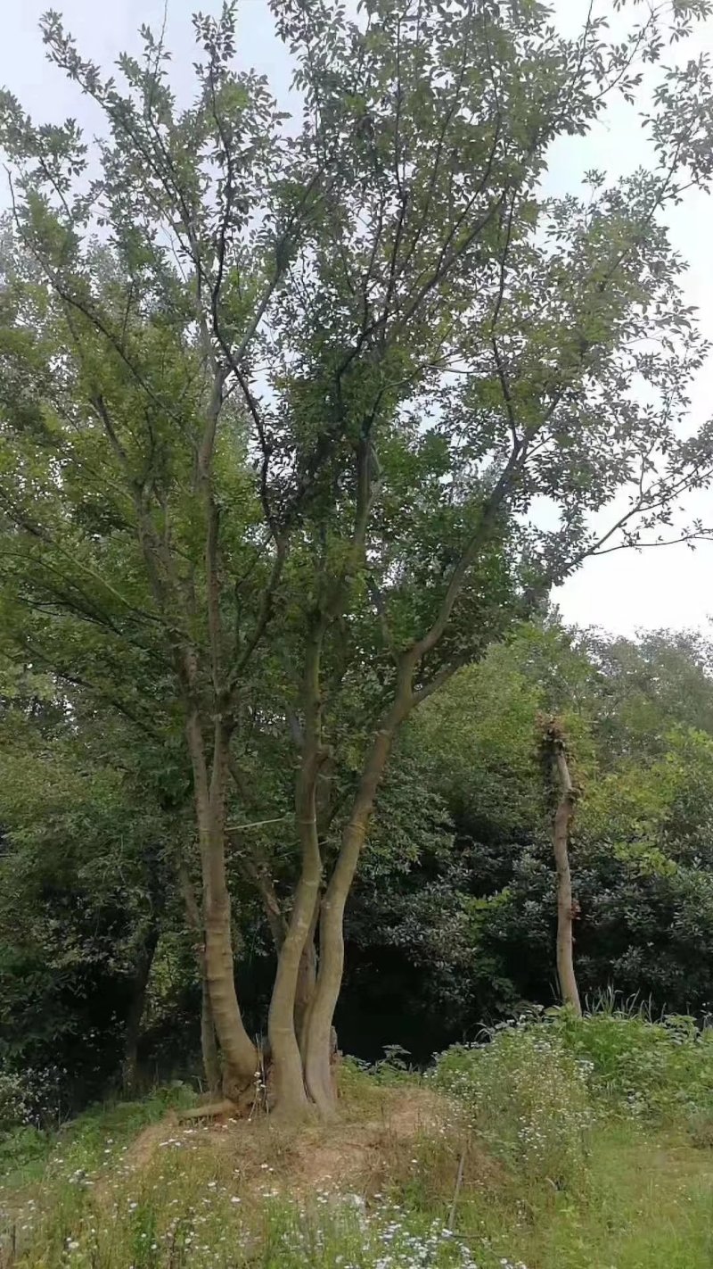 精品丛生朴树-朴树基地直销，丛生朴树精品