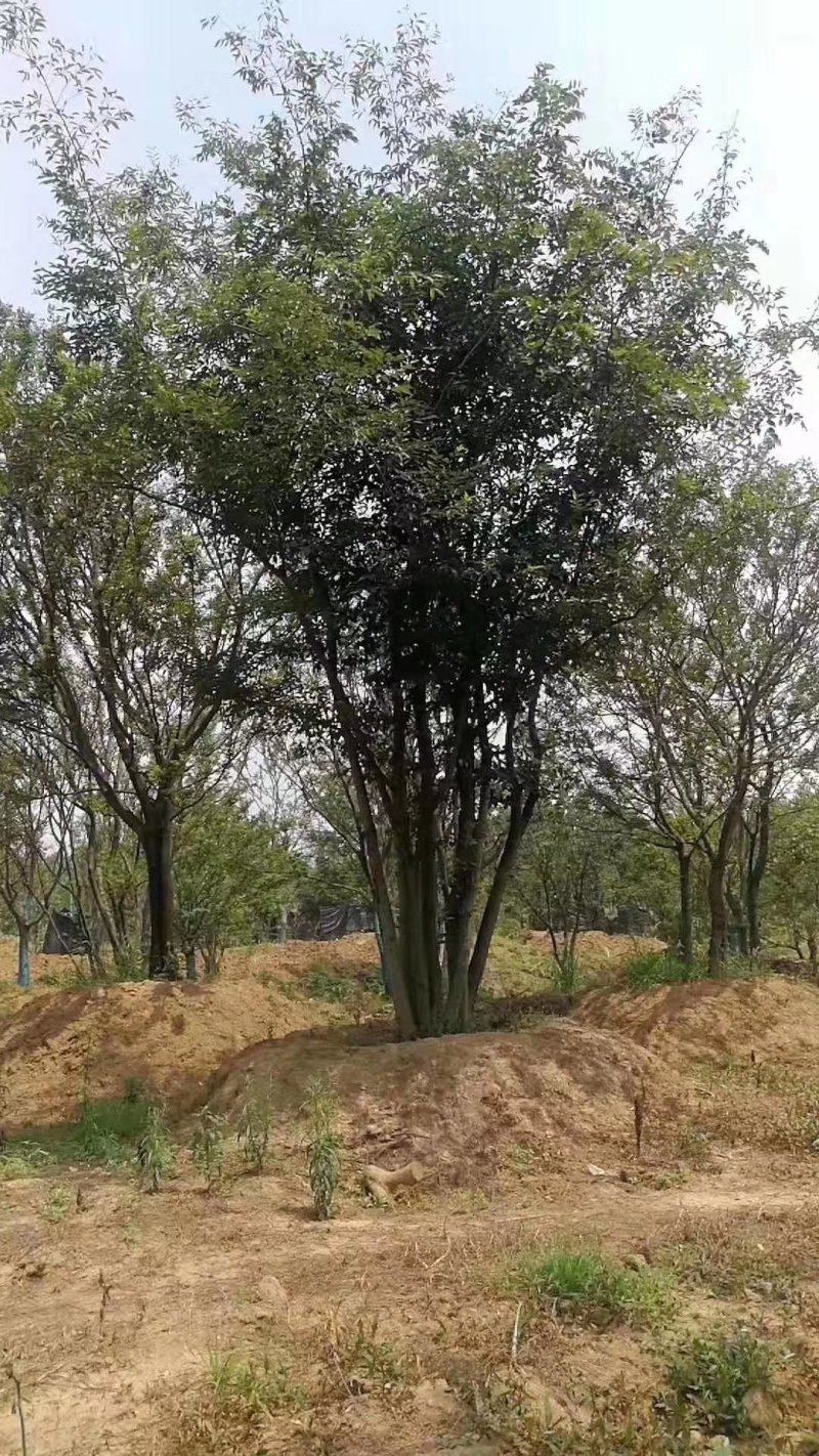 精品丛生朴树-朴树基地直销，丛生朴树精品