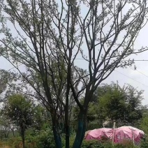 精品丛生朴树-朴树基地直销，丛生朴树精品